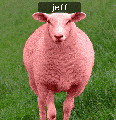 Sheep Jeff Compressed.gif